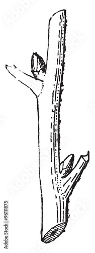 Bud, vintage engraving.