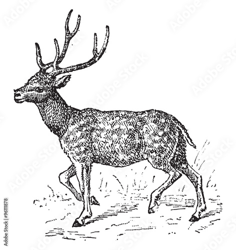 Axis deer, vintage engraving.