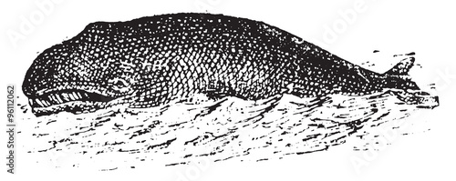 Whale, vintage engraving.