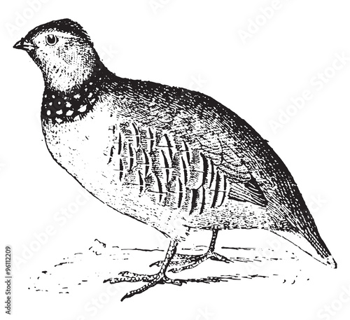 Rock partridge, vintage engraving.