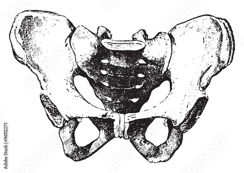 Pelvis, vintage engraving.