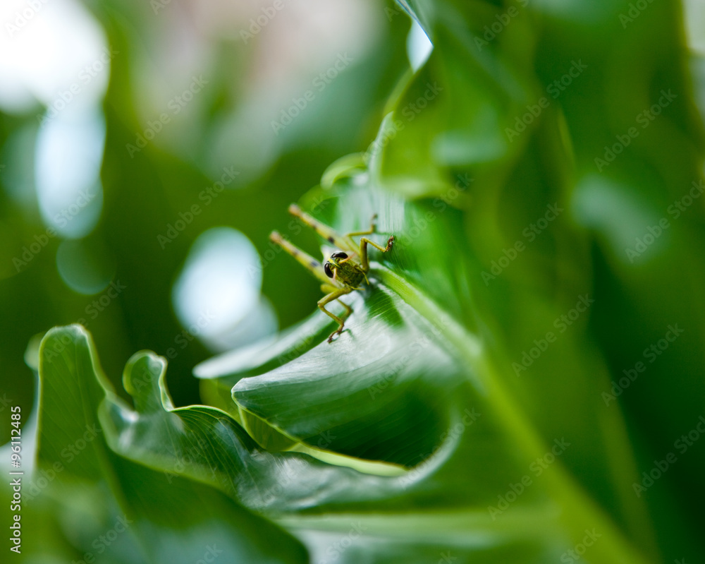 Fototapeta premium grasshopper