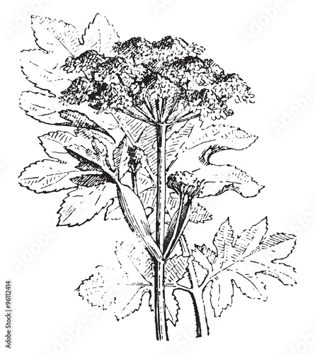 Hogweed, vintage engraving.