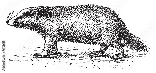 Badger, vintage engraving.