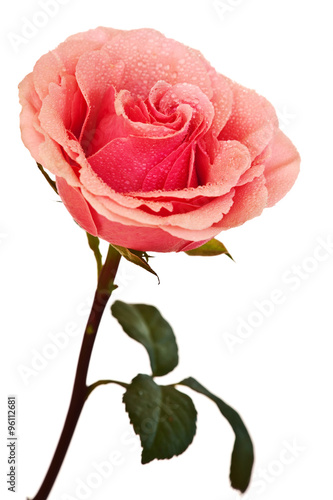 pink rose isolated