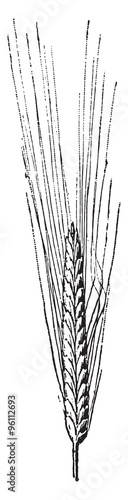 Wheat, vintage engraving. photo