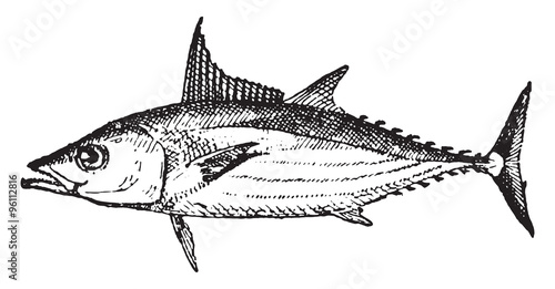 Bonito, vintage engraving.