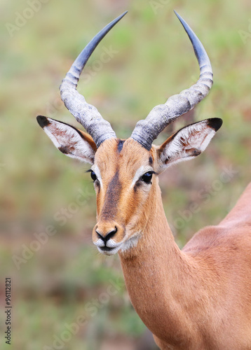 wild impala in Kruger national park, South Africa.