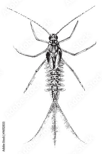 Magnified view of larva of the dayfly, vintage engraving.
