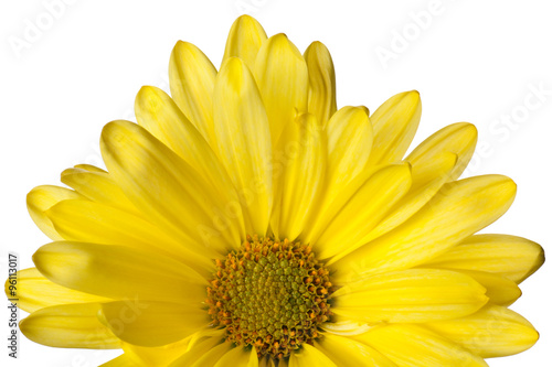 Fototapeta Naklejka Na Ścianę i Meble -  yellow daisy isolated