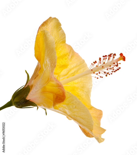 hibiscus flower