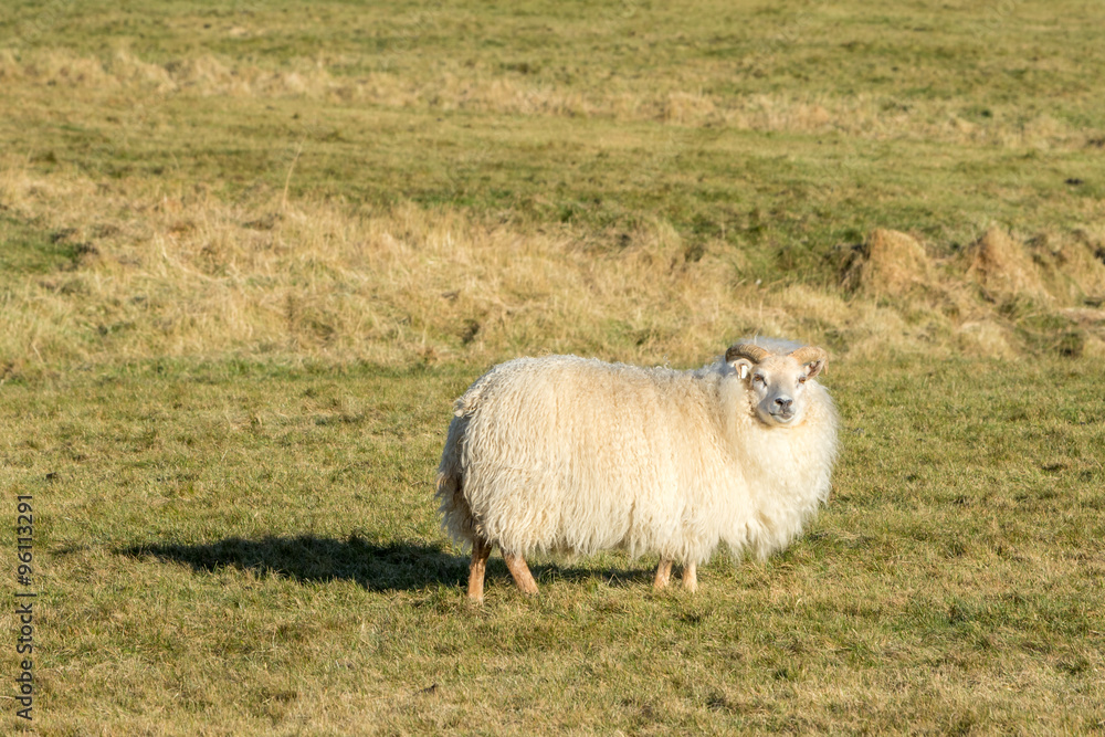 Obraz premium One Icelandic lamb