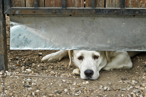 Foto Yard dog