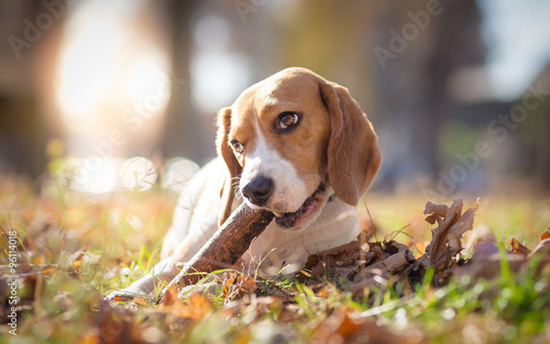 Beagle dog in park chewing on a stick - autumn portrait © Lunja