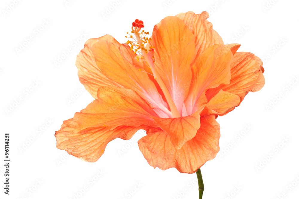 hibiscus isolated
