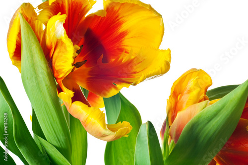 Spring Tulips