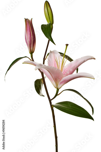 pink lily