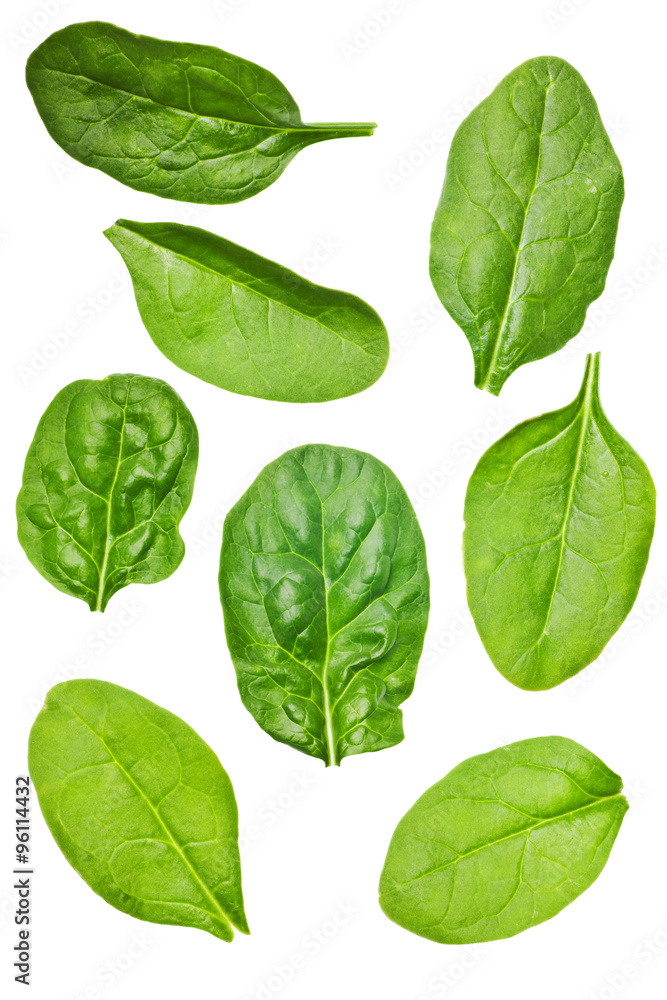 spinach leaf isolated spinach leaf isolated