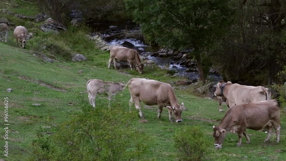 Cows grazing peacefully and in freedom, in a beautiful landscape with a mountain stream. Cows grazing peacefully and in freedom, in a beautiful landscape with a mountain stream.