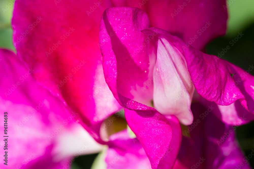 Fototapeta premium sweet pea bloom