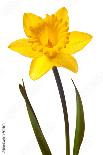 yellow daffodil isolated