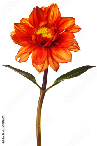 dahlia isolated