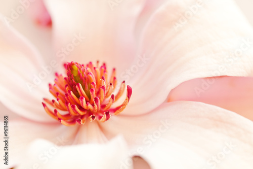 pink magnolia background