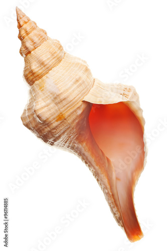 seashell isolated on white background