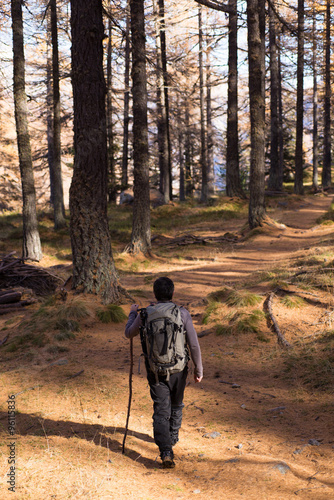 Young man walk with walking stick throughout larches forest © frrrantastico