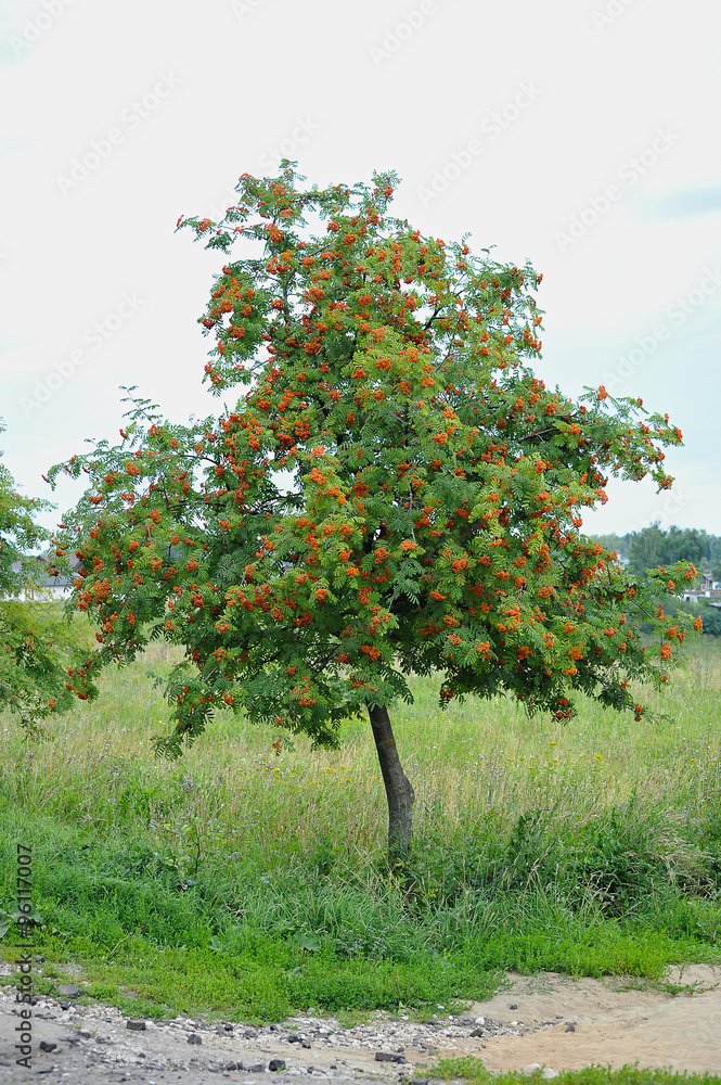 bunches of Rowan tree