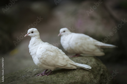 White dove sitting on the rock, Thailand © ktianngoen0128