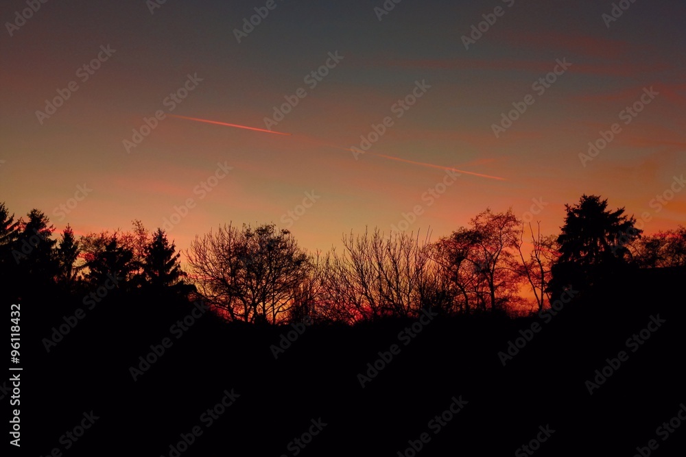 Silhouettes of trees on the background of night sky with aurora Silhouettes of trees on the background of night sky with aurora