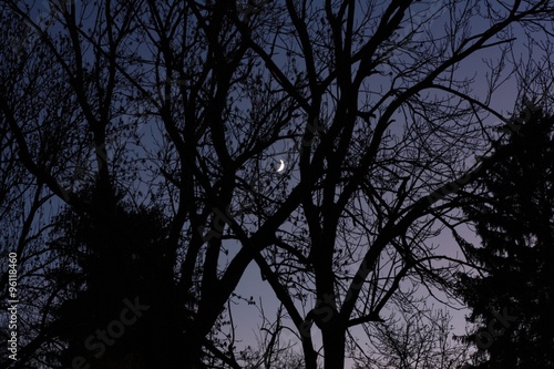 Silhouettes of trees on the background of the evening sky with the moon