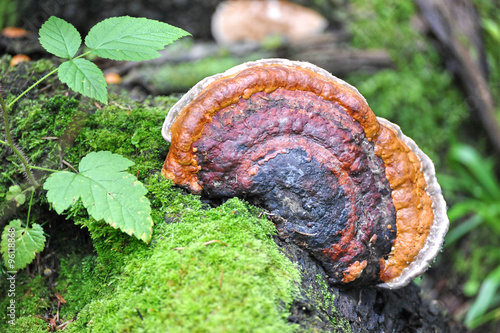 chaga, a mushroom on a tree