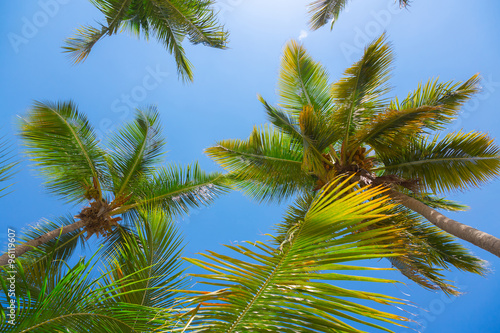 Wallpaper Mural Palm trees leaves, low angle view against blue sky Torontodigital.ca