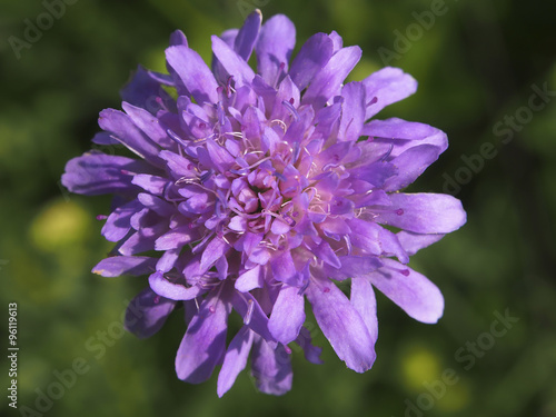 Purple flower blurry background 