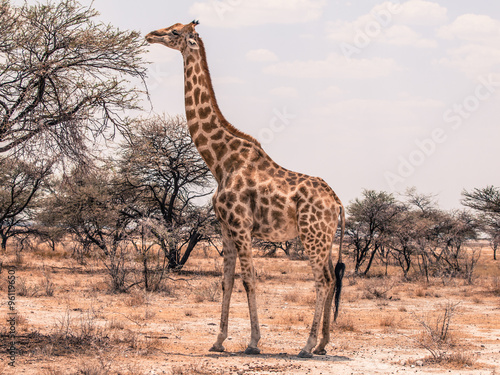 Giraffe feeding from tree