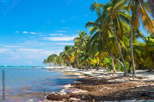 Fototapeta Naklejka Na Ścianę i Meble -  Many coconut palms on the wild carribean beach, Atlantic ocean, Dominican Republic