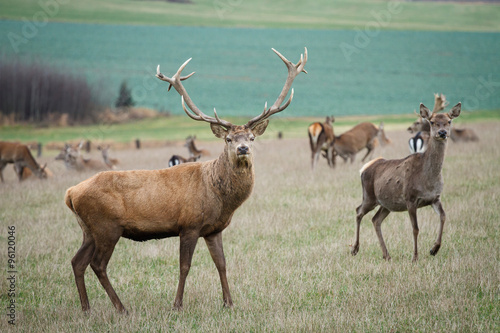 Deer grazing in the meadow