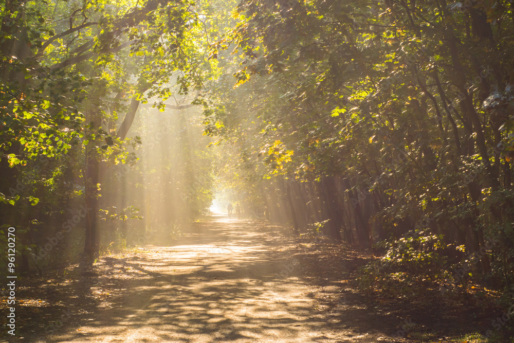 sunlight in the forest