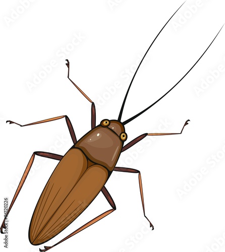 cockroach