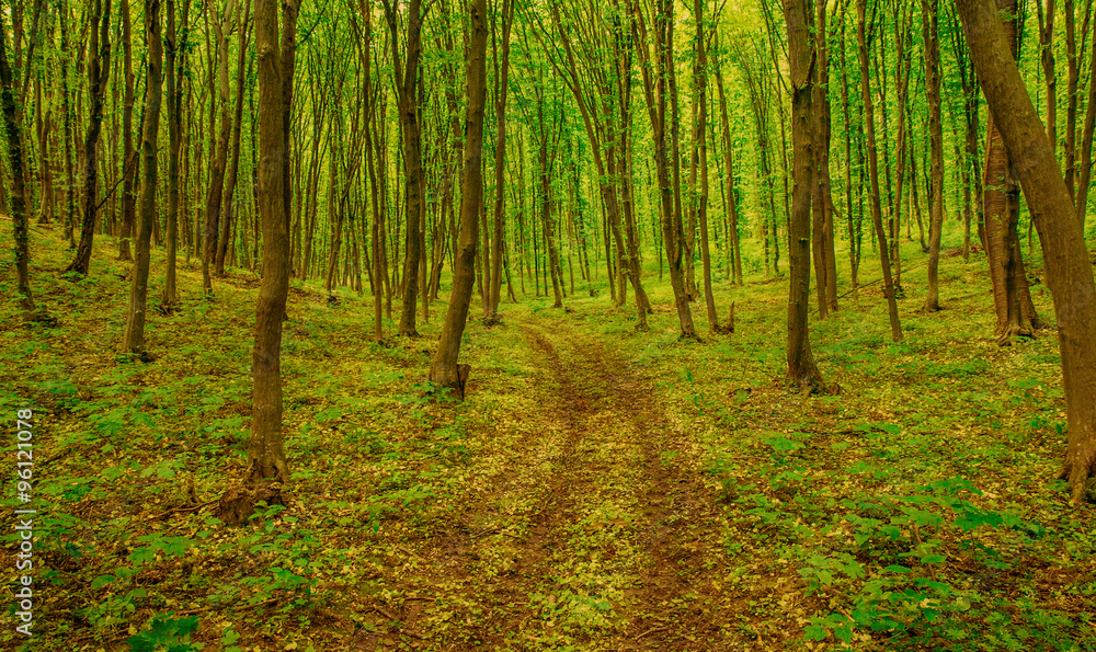 Green forest background