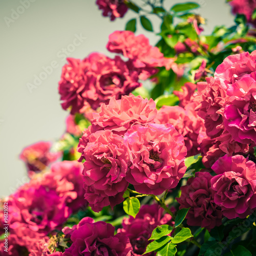 Fototapeta Naklejka Na Ścianę i Meble -  Bush of beautiful roses in a garden