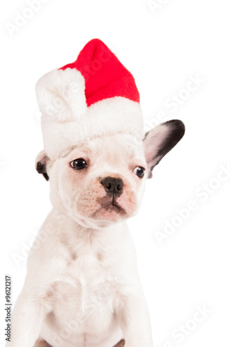 Christmas french bulldog © Daniel MR