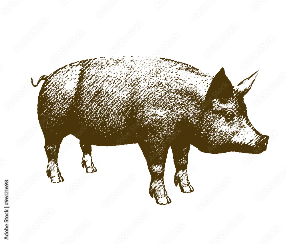 Fototapeta premium Big pig engraving style