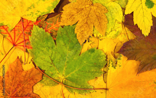 Autumn background of colorful  leaves