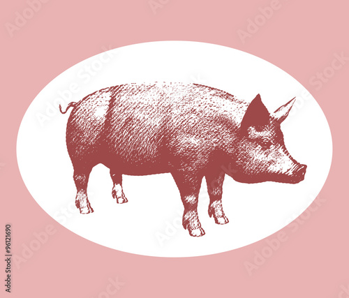Pink pig engraving style