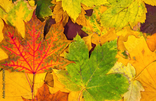 Autumn background of colorful maple leaves