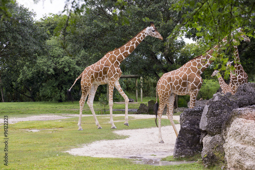 Miami Zoo, Florida, USA - African Giraffes
