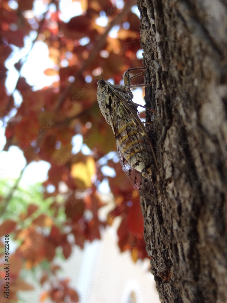 cigale vue de profil